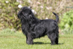 Affenpinscher