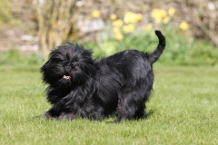 Affenpinscher