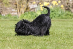 Affenpinscher