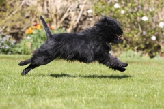 Affenpinscher