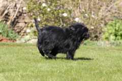 Affenpinscher