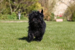 Affenpinscher