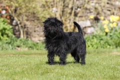 Affenpinscher