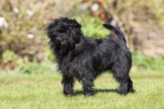 Affenpinscher