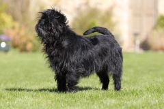 Affenpinscher