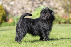 Affenpinscher