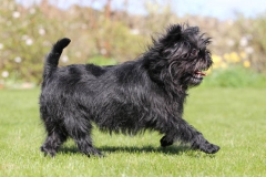 Affenpinscher