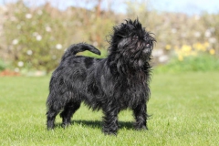 Affenpinscher