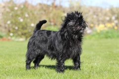 Affenpinscher