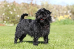 Affenpinscher