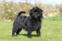 Affenpinscher