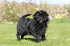 Affenpinscher