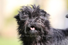 Affenpinscher