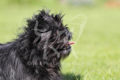 Affenpinscher