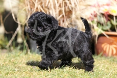 Affenpinscher