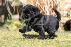 Affenpinscher