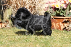 Affenpinscher