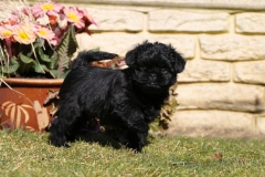 Affenpinscher