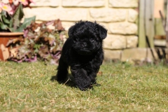 Affenpinscher