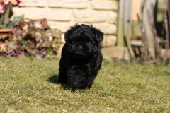 Affenpinscher