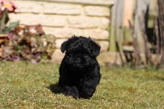 Affenpinscher