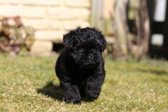 Affenpinscher