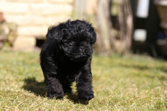 Affenpinscher