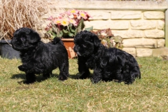 Affenpinscher