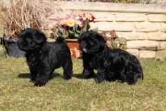 Affenpinscher