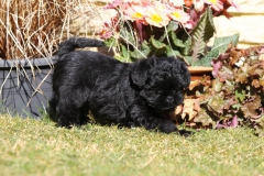 Affenpinscher