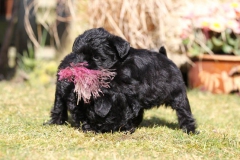 Affenpinscher