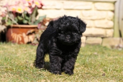 Affenpinscher