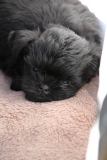 Affenpinscher