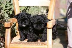 Affenpinscher