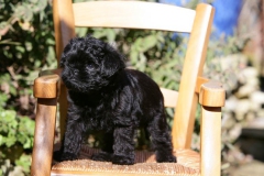 Affenpinscher