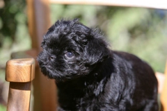 Affenpinscher