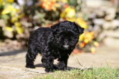 Affenpinscher