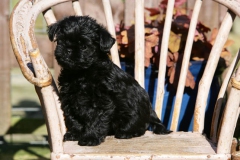 Affenpinscher