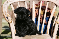 Affenpinscher