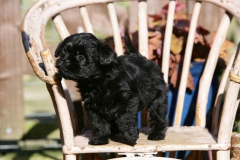 Affenpinscher