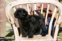 Affenpinscher