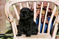 Affenpinscher