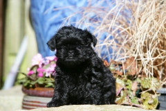 Affenpinscher