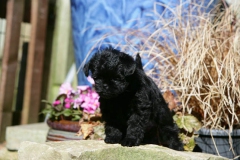 Affenpinscher