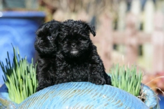 Affenpinscher