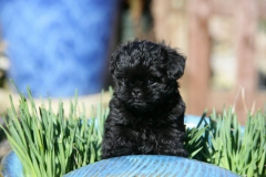 Affenpinscher