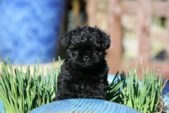 Affenpinscher