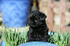 Affenpinscher