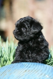 Affenpinscher