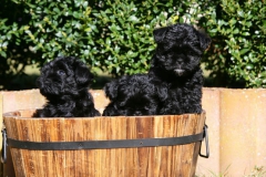 Affenpinscher